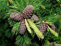 Сосна кедровая сибирская (кедр сибирский) - Pinus sibirica