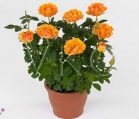 Роза "Патио" (оранжевая)