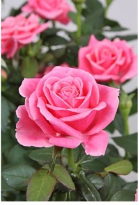 Роза "Патио" (розовая)